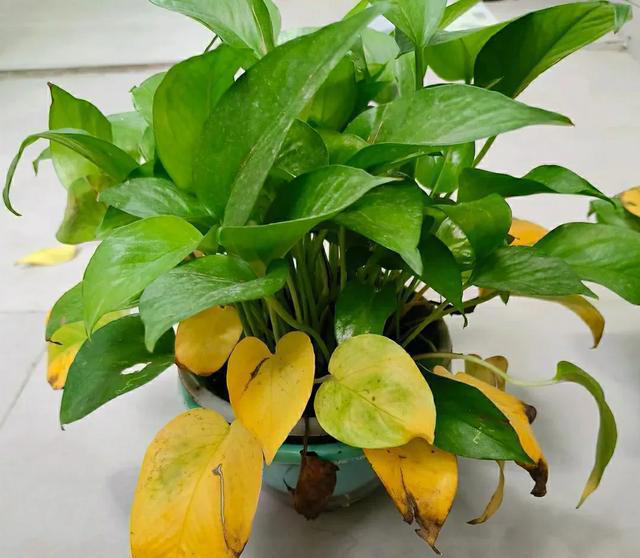 10月后，给家里的5种花“剃光头”，下手越狠，长势越旺