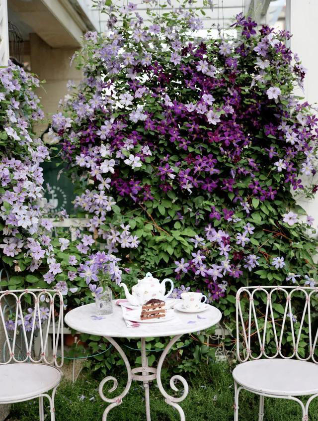 8 种爬藤植物，种一棵，花开满墙，满园飘香！