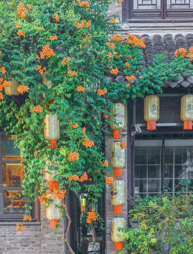 8 种爬藤植物，种一棵，花开满墙，满园飘香！