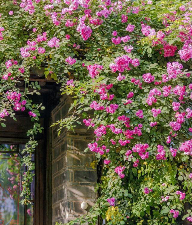 8 种爬藤植物，种一棵，花开满墙，满园飘香！