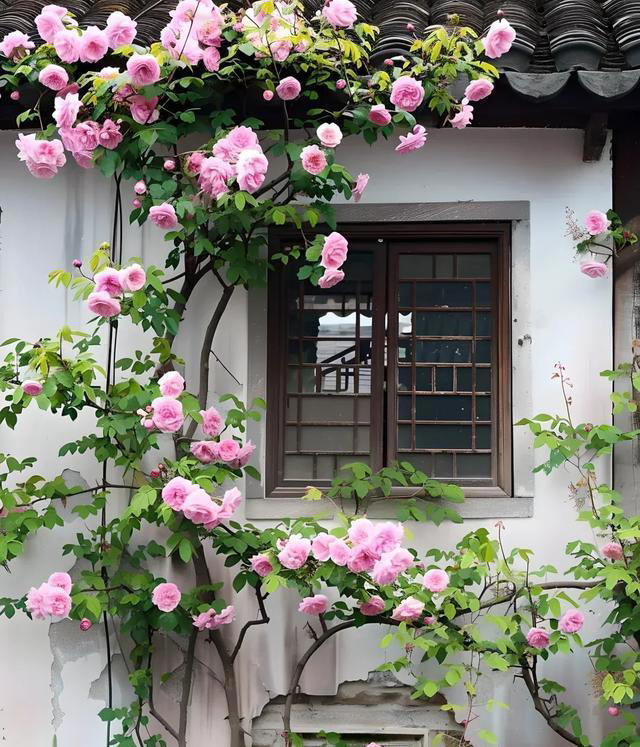 8 种爬藤植物，种一棵，花开满墙，满园飘香！