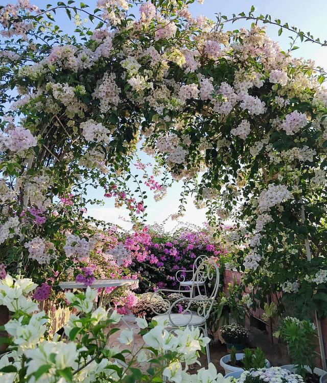 8 种爬藤植物，种一棵，花开满墙，满园飘香！