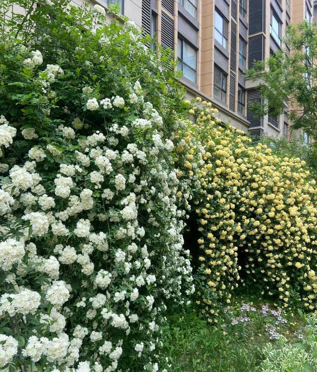 8 种爬藤植物，种一棵，花开满墙，满园飘香！