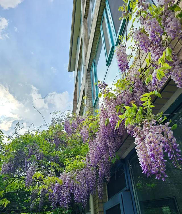 8 种爬藤植物，种一棵，花开满墙，满园飘香！