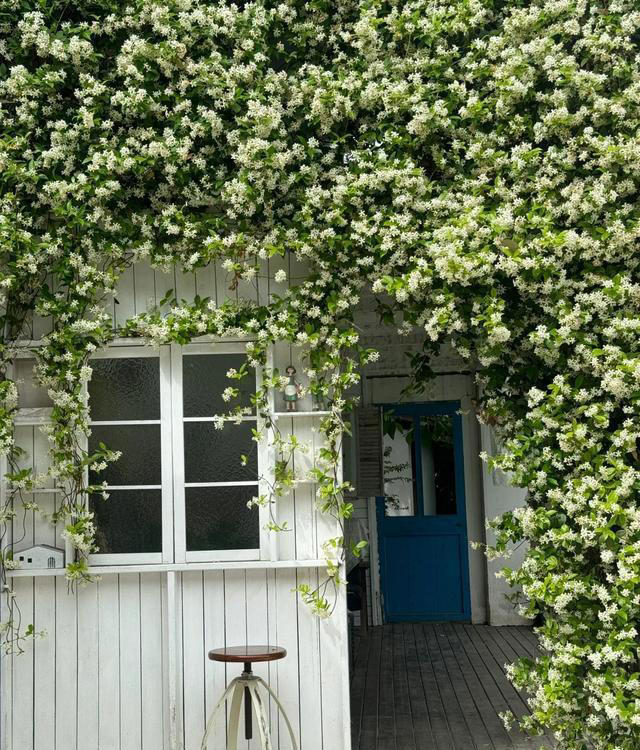 8 种爬藤植物，种一棵，花开满墙，满园飘香！