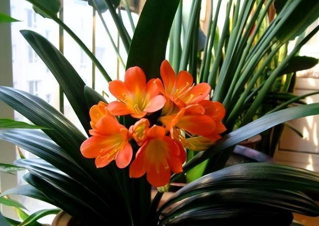 高手养花从不施肥，仅用4种“零食”，给花喂1点，反倒生长更猛