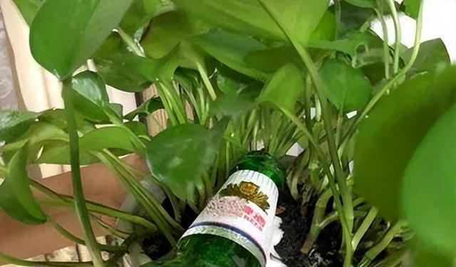 高手养花从不施肥，仅用4种“零食”，给花喂1点，反倒生长更猛