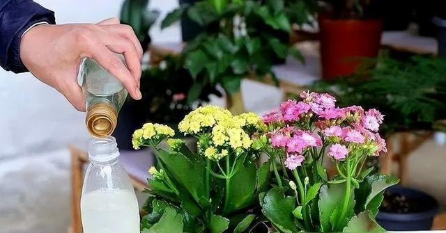 新手养花失败原因揭秘！提高成功率，找对方法！