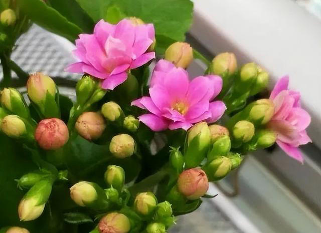 新手养花失败原因揭秘！提高成功率，找对方法！