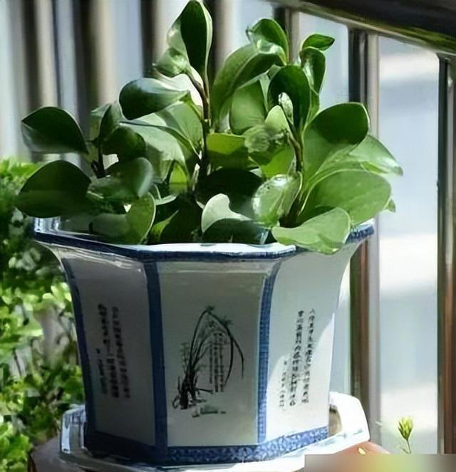 新手养花失败原因揭秘！提高成功率，找对方法！