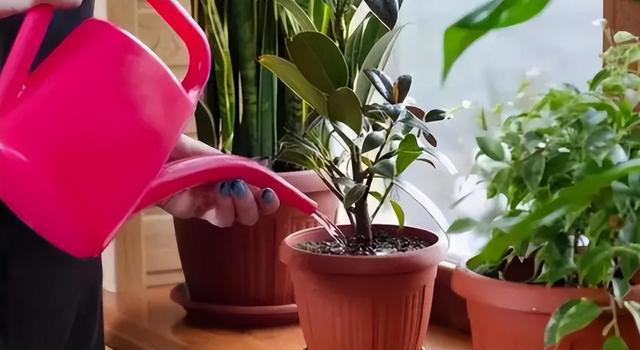 新手养花失败原因揭秘！提高成功率，找对方法！