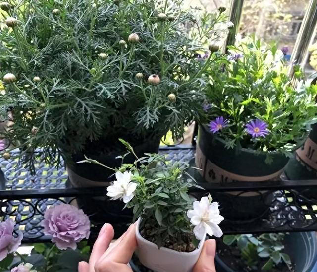 新手养花失败原因揭秘！提高成功率，找对方法！