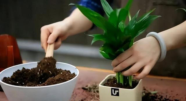 新手养花失败原因揭秘！提高成功率，找对方法！