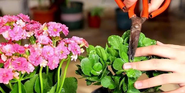 新手养花失败原因揭秘！提高成功率，找对方法！