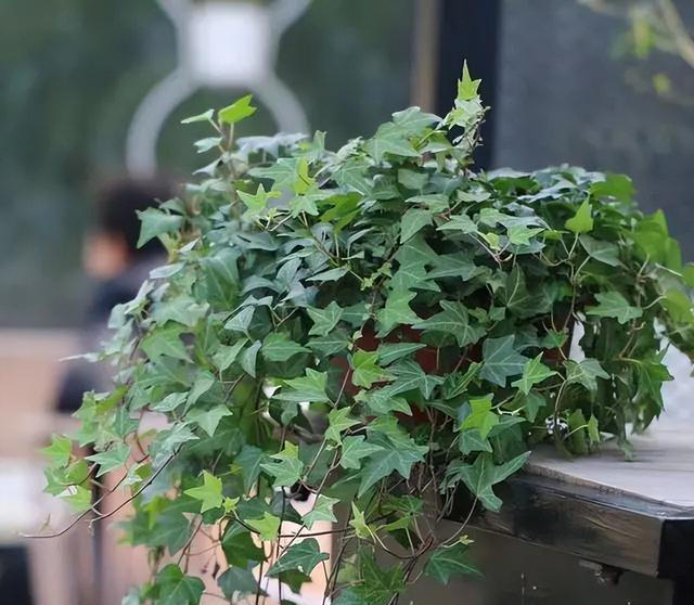 给花“换盆”，是盆土干着换好？还是湿着换好？可别弄错哦！