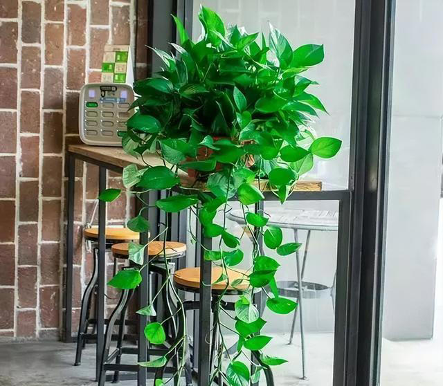 给花“换盆”，是盆土干着换好？还是湿着换好？可别弄错哦！