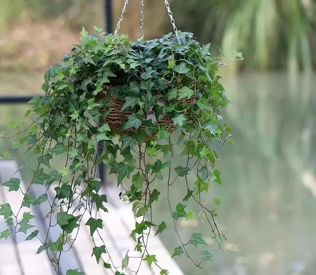 给花“换盆”，是盆土干着换好？还是湿着换好？可别弄错哦！