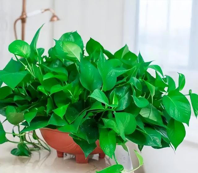 给花“换盆”，是盆土干着换好？还是湿着换好？可别弄错哦！