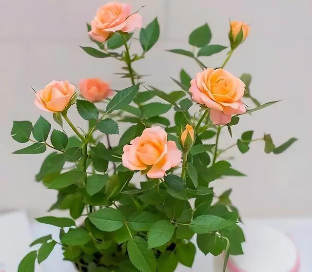 给花“换盆”，是盆土干着换好？还是湿着换好？可别弄错哦！