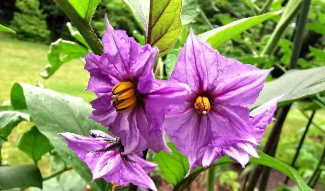 带你了解生活中常见蔬菜种类开花的样子，比花卉还更好看