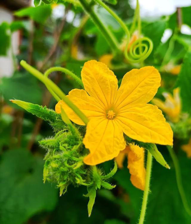 带你了解生活中常见蔬菜种类开花的样子，比花卉还更好看