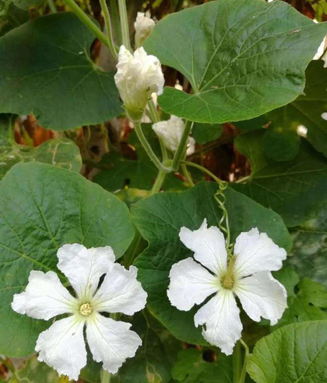 带你了解生活中常见蔬菜种类开花的样子，比花卉还更好看