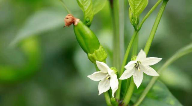 带你了解生活中常见蔬菜种类开花的样子，比花卉还更好看