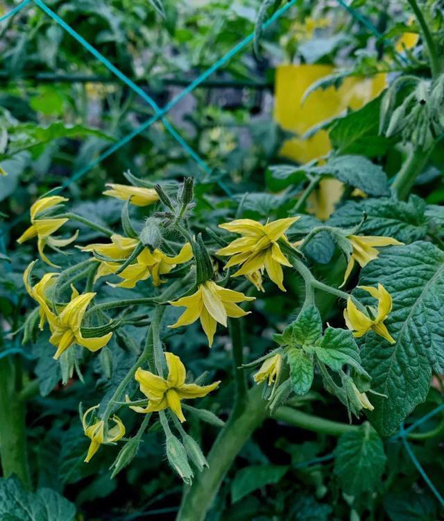 带你了解生活中常见蔬菜种类开花的样子，比花卉还更好看