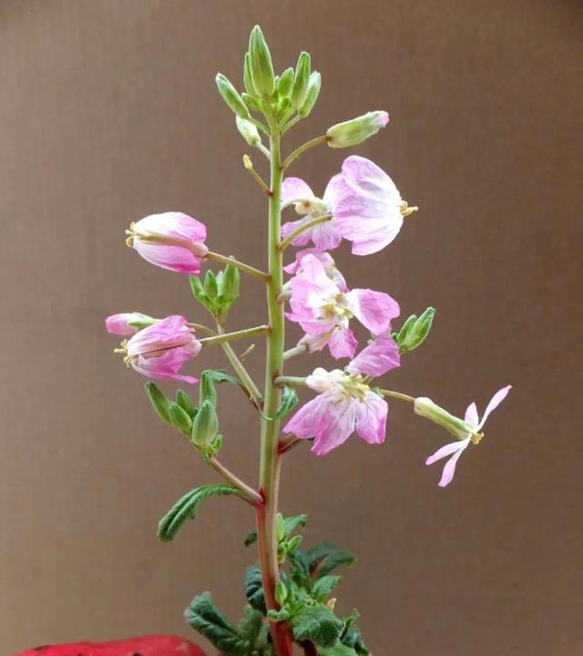 带你了解生活中常见蔬菜种类开花的样子，比花卉还更好看