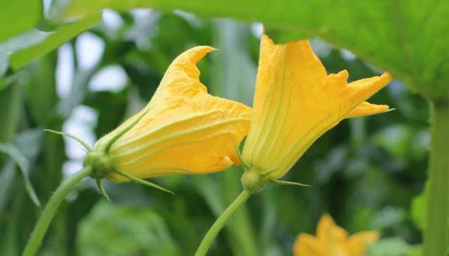 带你了解生活中常见蔬菜种类开花的样子，比花卉还更好看