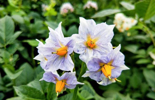 带你了解生活中常见蔬菜种类开花的样子，比花卉还更好看