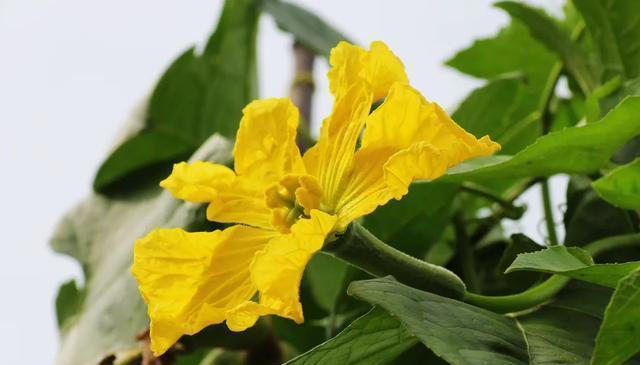 带你了解生活中常见蔬菜种类开花的样子，比花卉还更好看