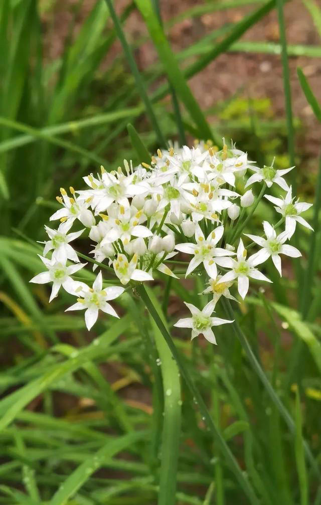 带你了解生活中常见蔬菜种类开花的样子，比花卉还更好看