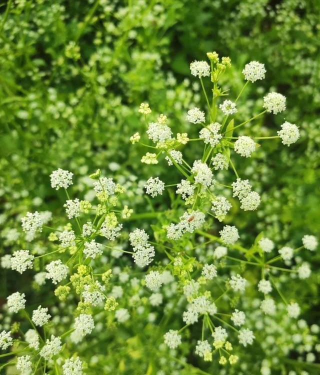带你了解生活中常见蔬菜种类开花的样子，比花卉还更好看