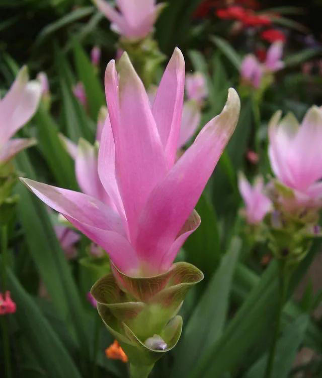 带你了解生活中常见蔬菜种类开花的样子，比花卉还更好看