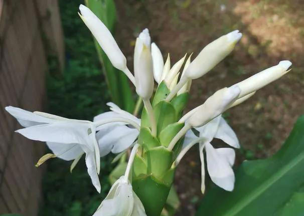 带你了解生活中常见蔬菜种类开花的样子，比花卉还更好看