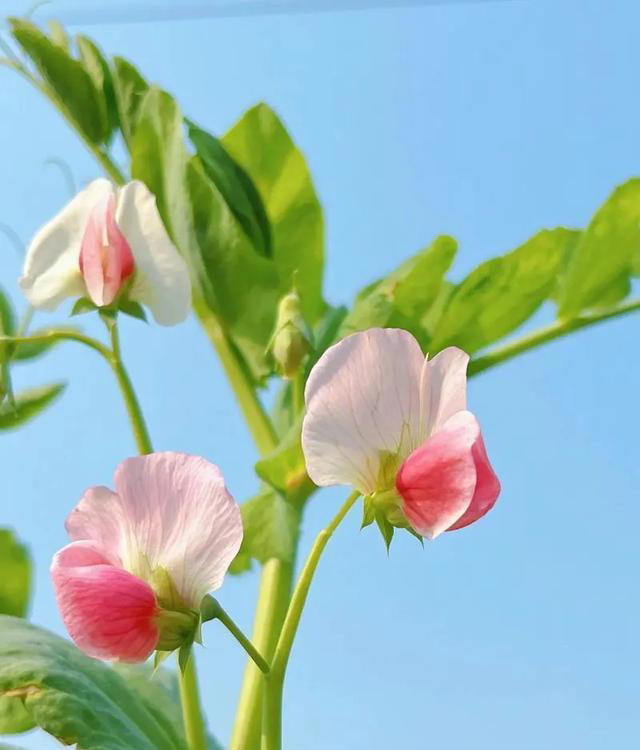 带你了解生活中常见蔬菜种类开花的样子，比花卉还更好看