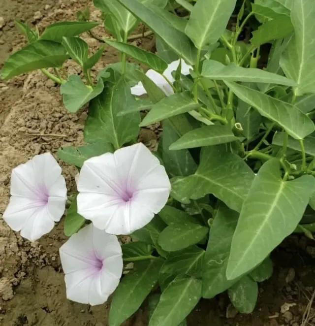 带你了解生活中常见蔬菜种类开花的样子，比花卉还更好看