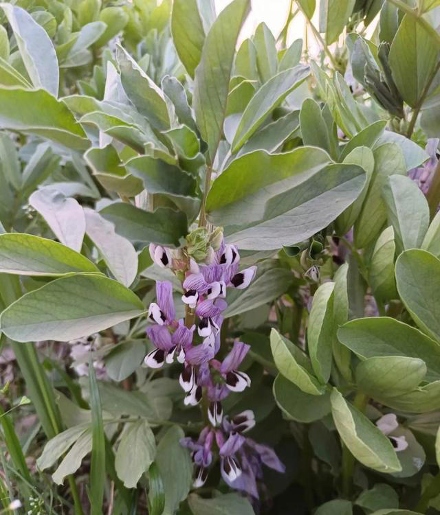 带你了解生活中常见蔬菜种类开花的样子，比花卉还更好看