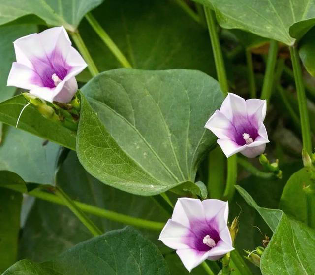 带你了解生活中常见蔬菜种类开花的样子，比花卉还更好看