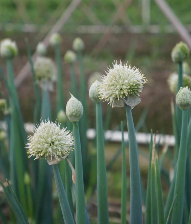 带你了解生活中常见蔬菜种类开花的样子，比花卉还更好看