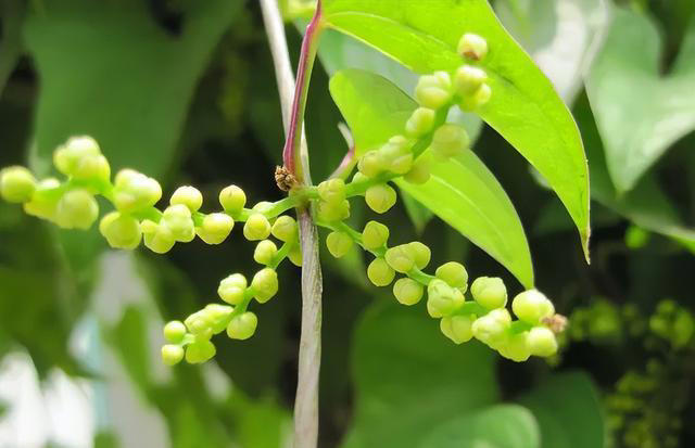 带你了解生活中常见蔬菜种类开花的样子，比花卉还更好看