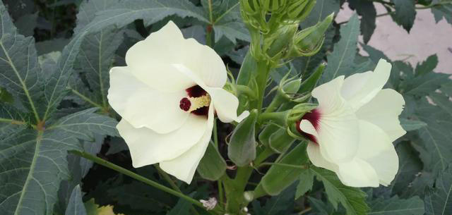 带你了解生活中常见蔬菜种类开花的样子，比花卉还更好看