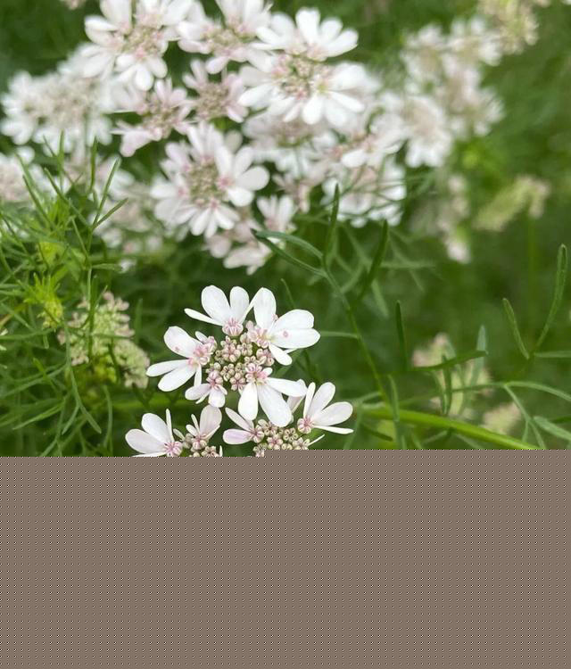 带你了解生活中常见蔬菜种类开花的样子，比花卉还更好看