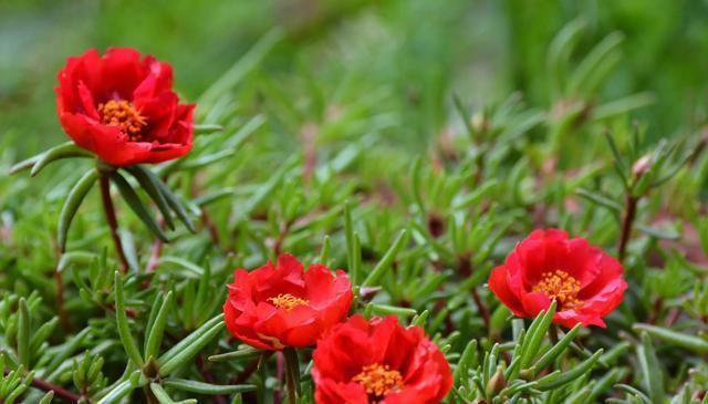 太阳花，不仅有个好看的花名，花还十分好看