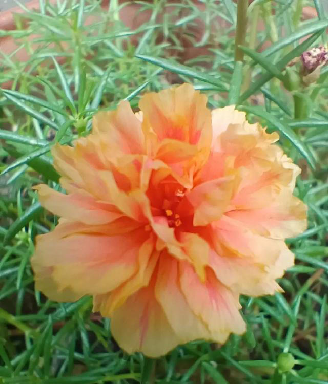 太阳花，不仅有个好看的花名，花还十分好看