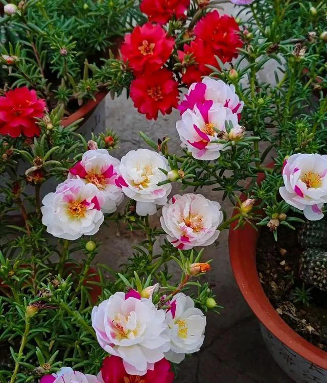 太阳花，不仅有个好看的花名，花还十分好看