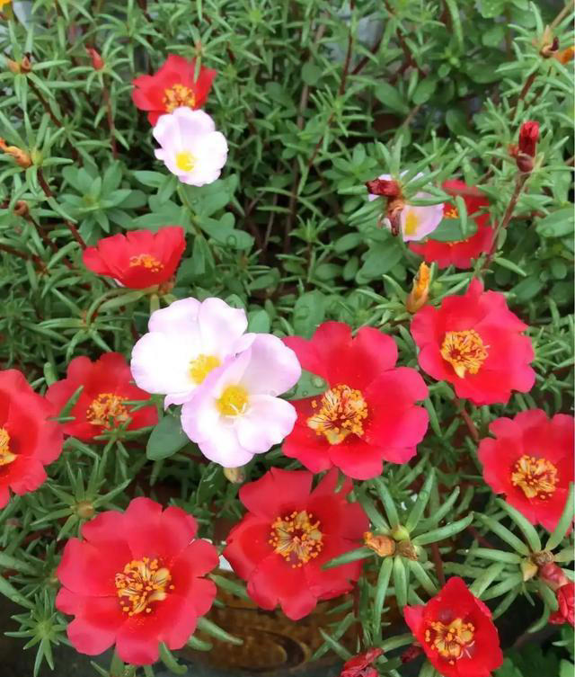 太阳花，不仅有个好看的花名，花还十分好看