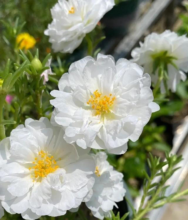 太阳花，不仅有个好看的花名，花还十分好看