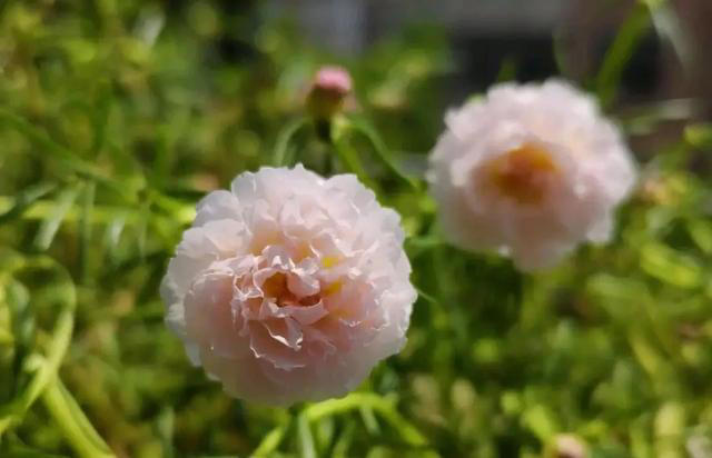 太阳花，不仅有个好看的花名，花还十分好看